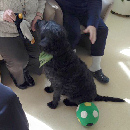 Therapiehund auf der Palliativstation Mannheim